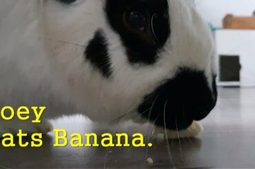 Sounds) Rabbit, Joey is eating Banana . Cute Bunny. 3 times repeated. Pet. Funny. Samsung Galaxy S10