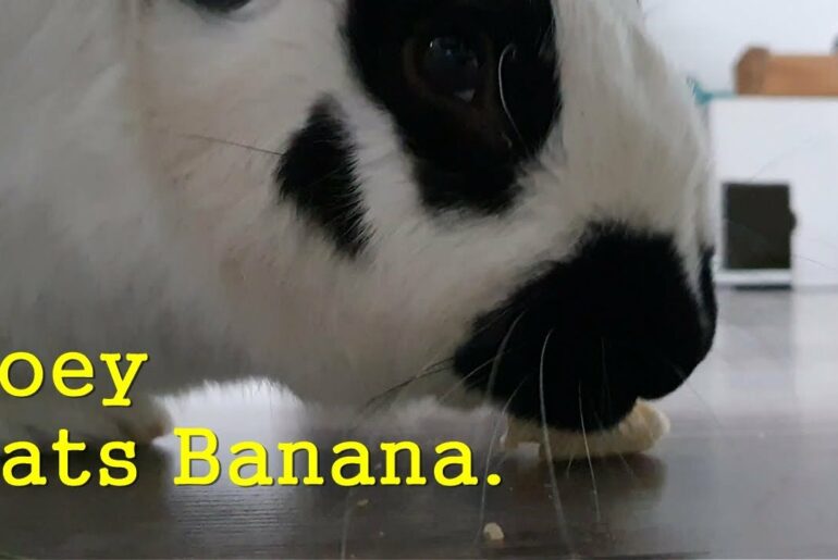 Sounds) Rabbit, Joey is eating Banana . Cute Bunny. 3 times repeated. Pet. Funny. Samsung Galaxy S10