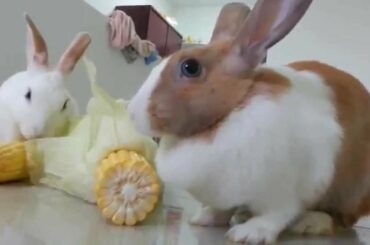 My cute Rabbits eating Corn.