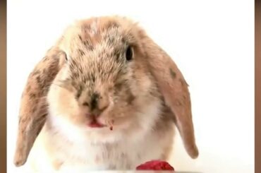 Cute Baby Bunny Rabbit videos 2020 compiation|| Funny Rabbits are soo cute