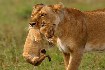 Lioness carries her baby to safe place