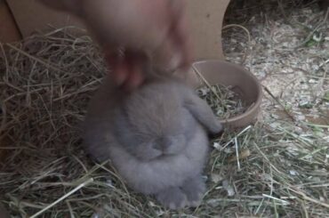 Bunny Loves a Fuss - so cute- 5 week Old Mini/Dwarf Lop Rabbit (Lupo's Litter 02.08.16)