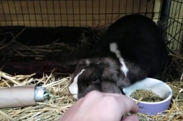 Look at this cute Rabbit