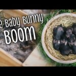 The Baby Bunny BOOM! How many were born?