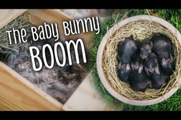 The Baby Bunny BOOM! How many were born?