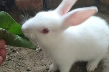 khorgos funny baby_Funny Baby Bunny Rabbits, funny Funny Baby  cute animal videos, Funny Animal