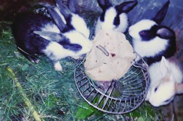 Cute rabbit || cute rabbit ||cute rabbit