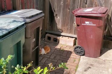 bunny loves potted fruit garden!!!