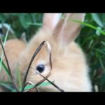 Cute Rabbit playing in the ground and court.