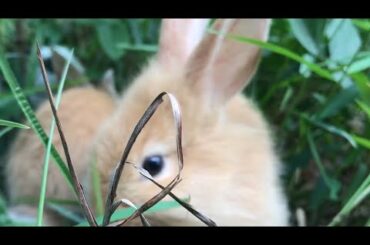 Cute Rabbit playing in the ground and court.