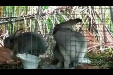 Baby Bunny Rabbit Vedio