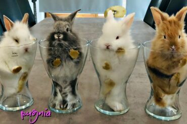 Baby Bunnies in Cups🥕 / Bunny Cuteness Overload / Pugnia #18