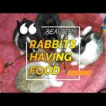 Cute Little Bunnies Enjoying Their Food