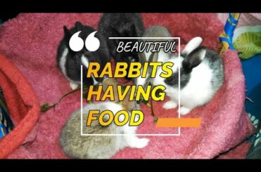 Cute Little Bunnies Enjoying Their Food