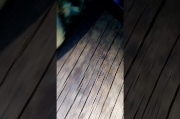 A very cute little rabbit