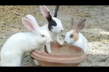 Funny and Cute Baby Bunny Rabbit Videos  Baby Animal Video Compilation (2020)
