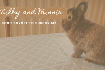 Minnie the Cute Bunny on the Table