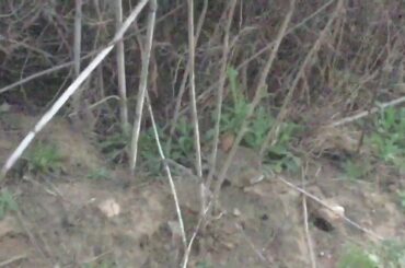 The MOST ADORABLE BABY BUNNY EVER!!