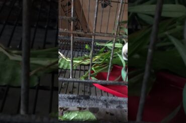 Cute Rabbit/ Bunny/ Feed Grass/Quarantine Pet/ Cookies and Oreo