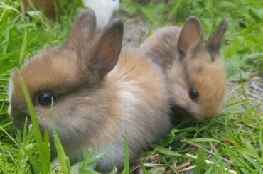 first out in the garden. look how happy these bunnies are
