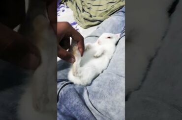 Sleeping Baby bunny 😍😍😍 #rabbit #bunny #viral #YouTube
