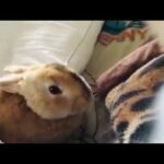 Cutest bunny ever (Caramel)