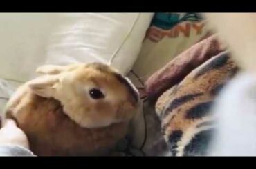 Cutest bunny ever (Caramel)