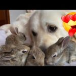 Lovley Baby Bunnies Think The Dog Is Their Mother Cool Video