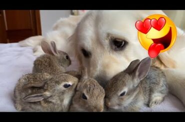 Lovley Baby Bunnies Think The Dog Is Their Mother Cool Video