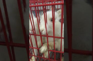 :3 My cute bunnies :3