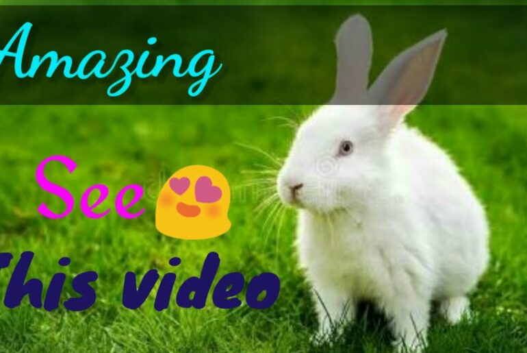 Rabbit video // cute animals