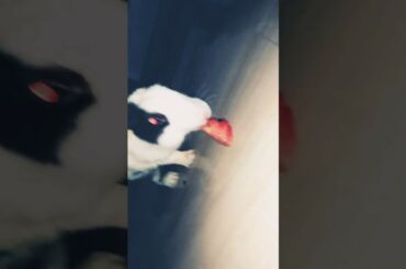 🐰Rabbit eating watermelon 🍉 🍉so cute video