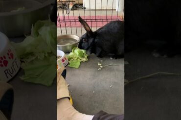 Super cute rabbit rabbit eating lettuce!!!