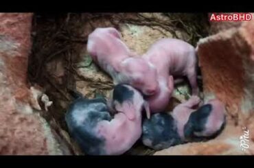 Enjoying cute bunnies