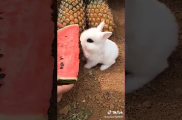 Cute rabbit