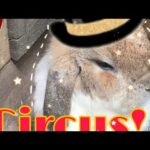 Cute rabbit series by 「ＢａｉｂｕａｘＢｉｔｅｋｉ」 episode 2. The circus of rabbits