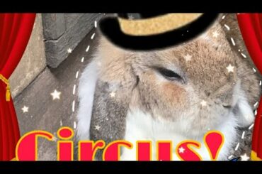 Cute rabbit series by 「ＢａｉｂｕａｘＢｉｔｅｋｉ」 episode 2. The circus of rabbits