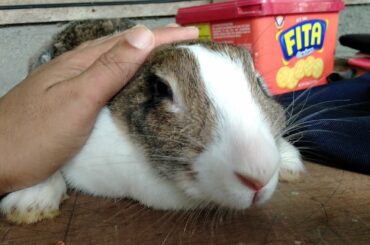 Among rabbit ganahan hikapon cute kaayo