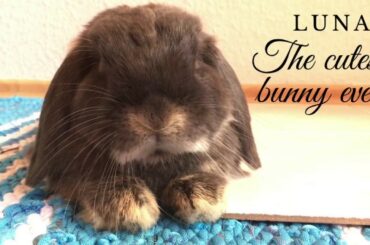 The cutest baby bunny ever!