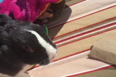 Cute Bunny on a Hammock