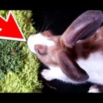 Cute Bunny Doing Crazy Thing Looking Like Never Give UP Attitude
