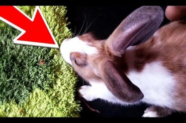 Cute Bunny Doing Crazy Thing Looking Like Never Give UP Attitude