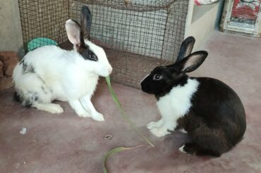 Lockdown ka naya shouk😉 || Rabbit bathing with liquid soap