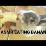 Rabbit eating banana ASMR