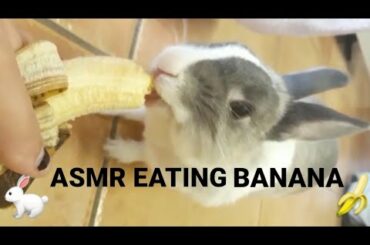 Rabbit eating banana ASMR