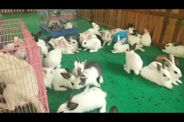 a lot cute rabbits, cute bunny