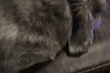 Millie and chip loafing and cuddling! (13+)