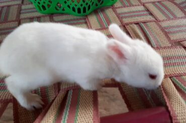 Rabbit - cute Baby bunnies- Funny rabbit videos🐇🐰🐇