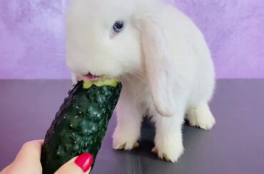 Rabbit eating cucumber 🥒 ASMR | Cute animals eating | white bunny and crunchy cucumber 🥒