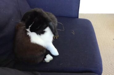 Cutest Bunny having a wonderful playtime